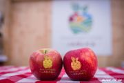 Uczcijmy Światowy Dzień Jabłka w sercu "Największego Sadu Europy"!, foto nr 3, Starostwo Powiatowe w Grójcu